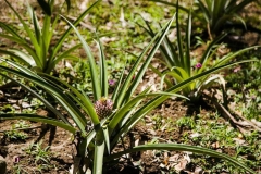 Pineapples growing at Philia