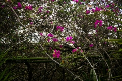 Philia Flowers