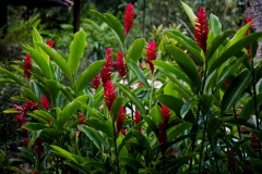 Flowers at Philia